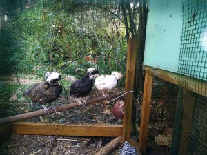 תרנגולות בלול הביתי