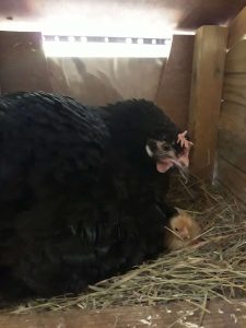 תרנגולת דוגרת בלול הביתי