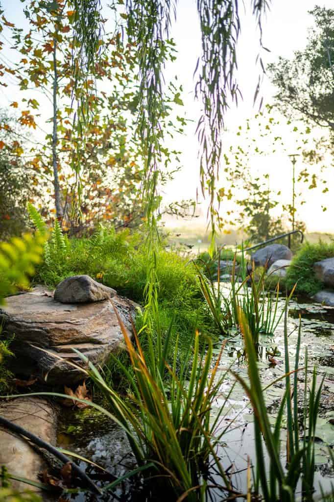 עיצוב גינה טרופית