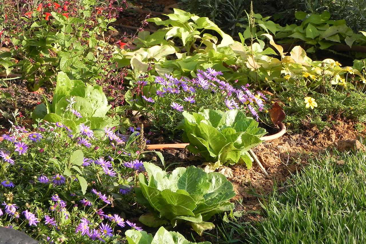 ירקות וצמחייה סגולה בגינת מאכל