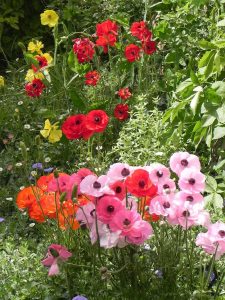 פרחים צבעוניים בגינה פרטית