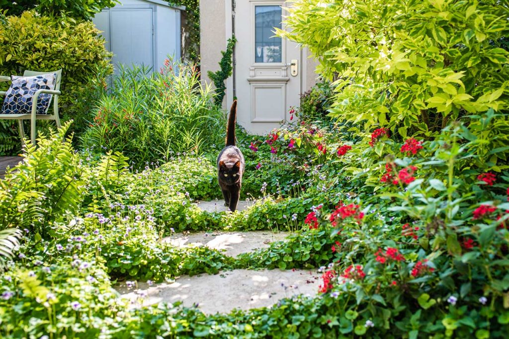 חתולה שחורה מטיילת בין הצמחייה בגינה בזכרון יעקב